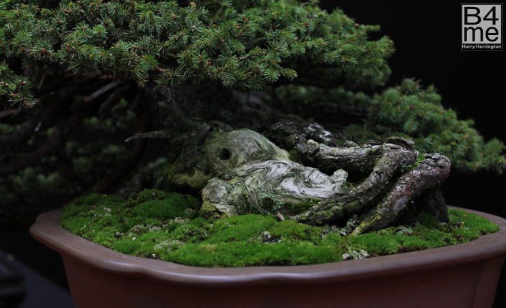 bonsai